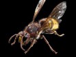 European Hornet