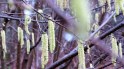 Hazel catkins 2