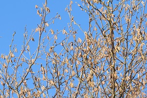 The catkin buds in November are small and grey