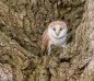 barn owl