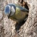 bluetit