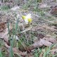 Native daffodil