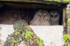 tawny olw chicks