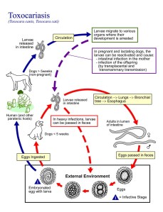 Life cycle of Toxocara Canis