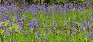 bluebells
