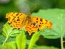Comma