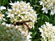 ichneumon wasp