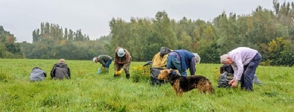 Pulling ragwort by DKG