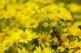 ragwort a