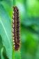 drinker moth caterpillar
