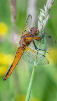 scarce chaser 2