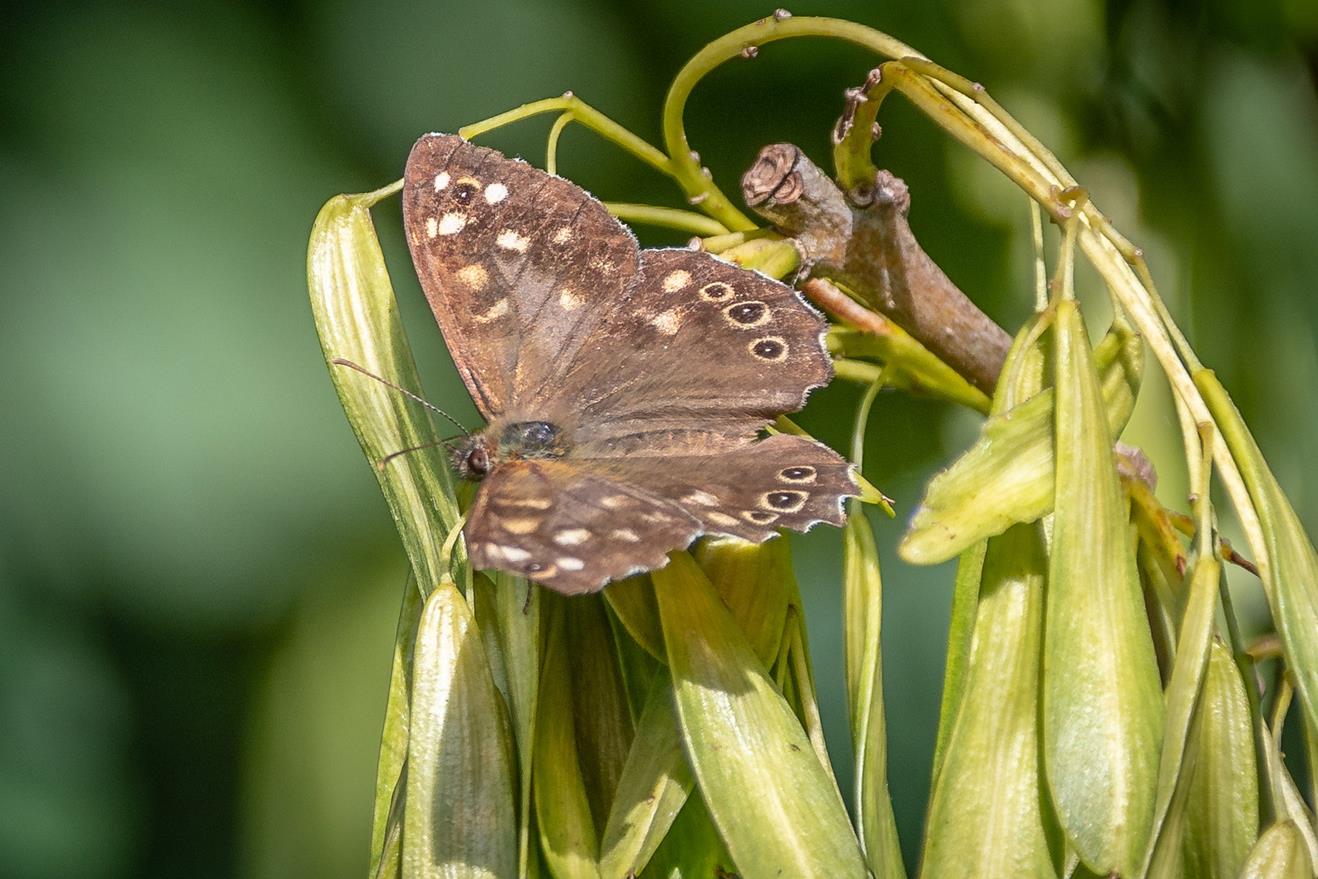 butterfly spotted wood