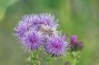 creeping thistle