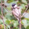 marsh tit