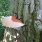 bracket fungus on oak