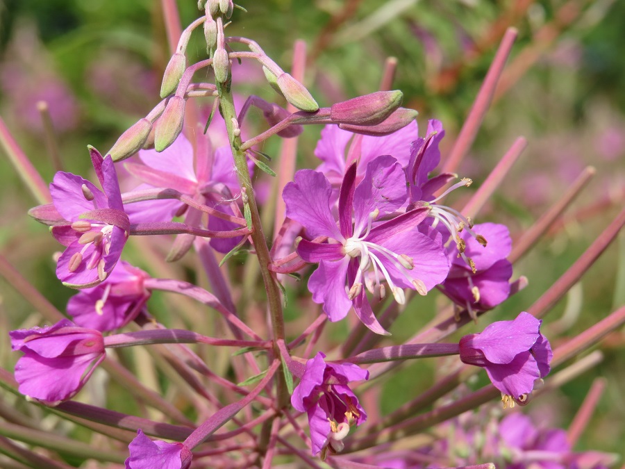 Rosebay willow herb – Southwick Country Park Nature Reserve