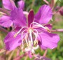 Rosebay willow herb by SMH