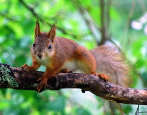Red squirrel by Dave_S (CC2.0)