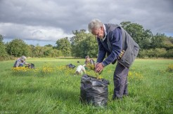 Work party pulling ragwort