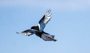 Magpie by Kaptiv8 CC3.0