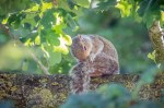 Grey squirrel by DKG