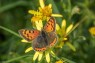 butterfly - small copper