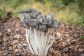 fungus- coprinellus