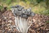 fungus- coprinellus