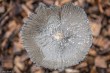 Fungus - coprinella