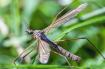 Crane fly by DKG