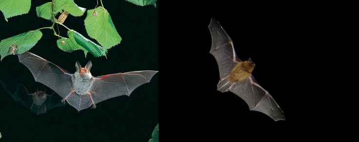 Bechstein's bat by Dietmar Nill CC2.5