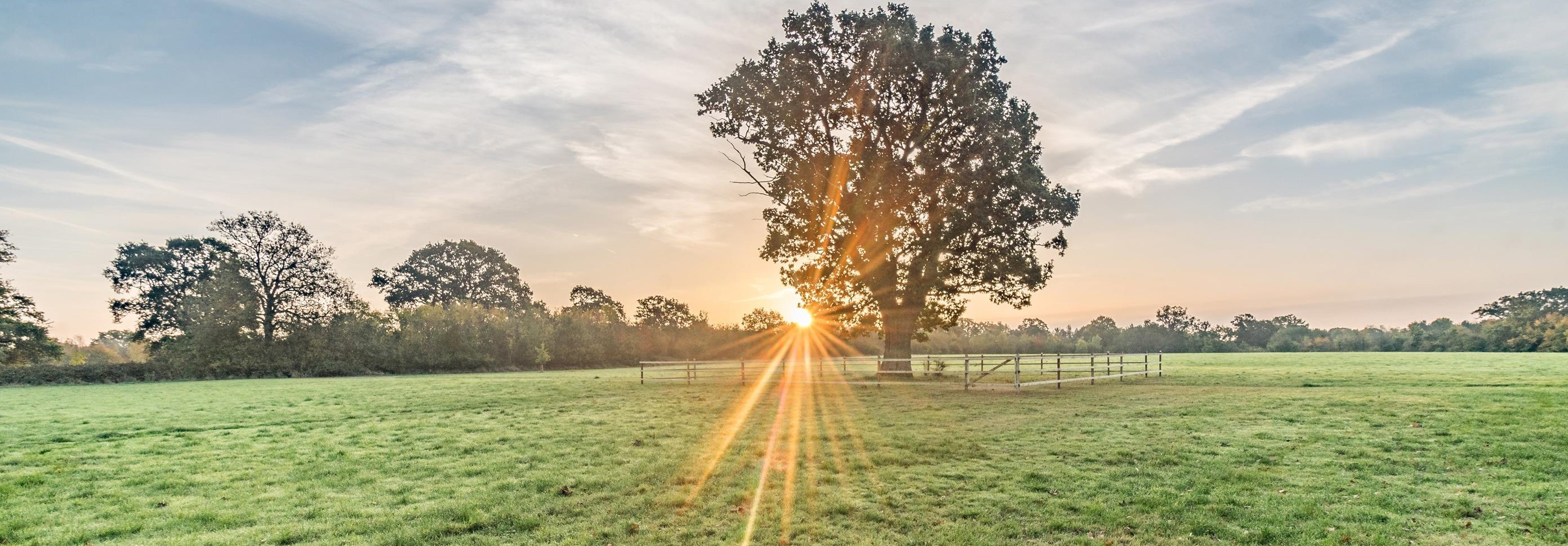 Fence around the Lone Oak by DKG