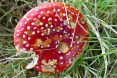 Fly Agaric by Mike Humphries