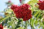 rowan-berries CC0