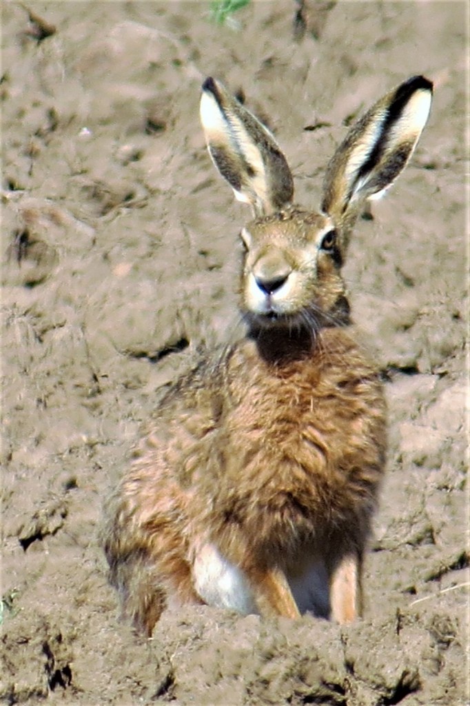 hare