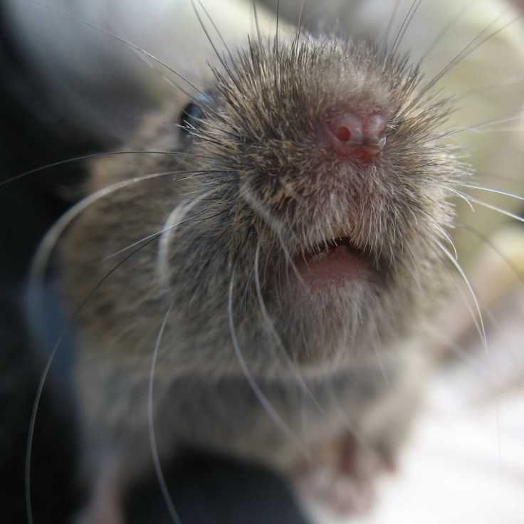 field vole