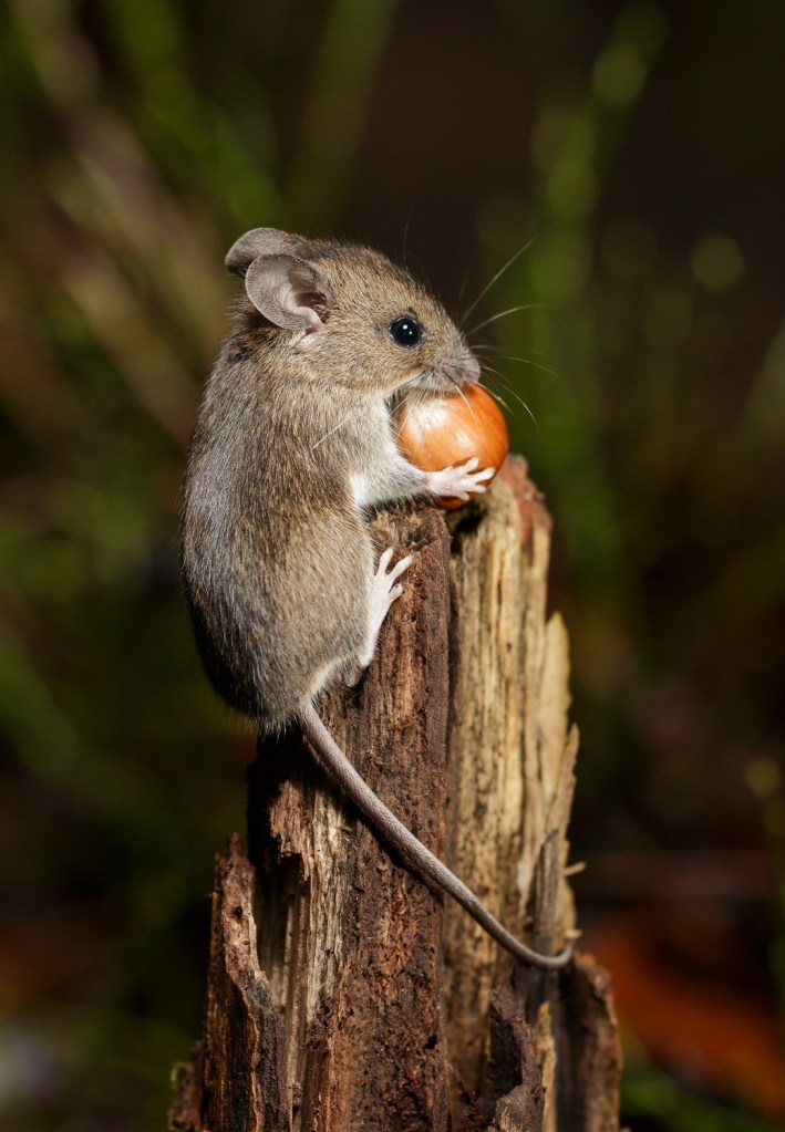 wood mouse