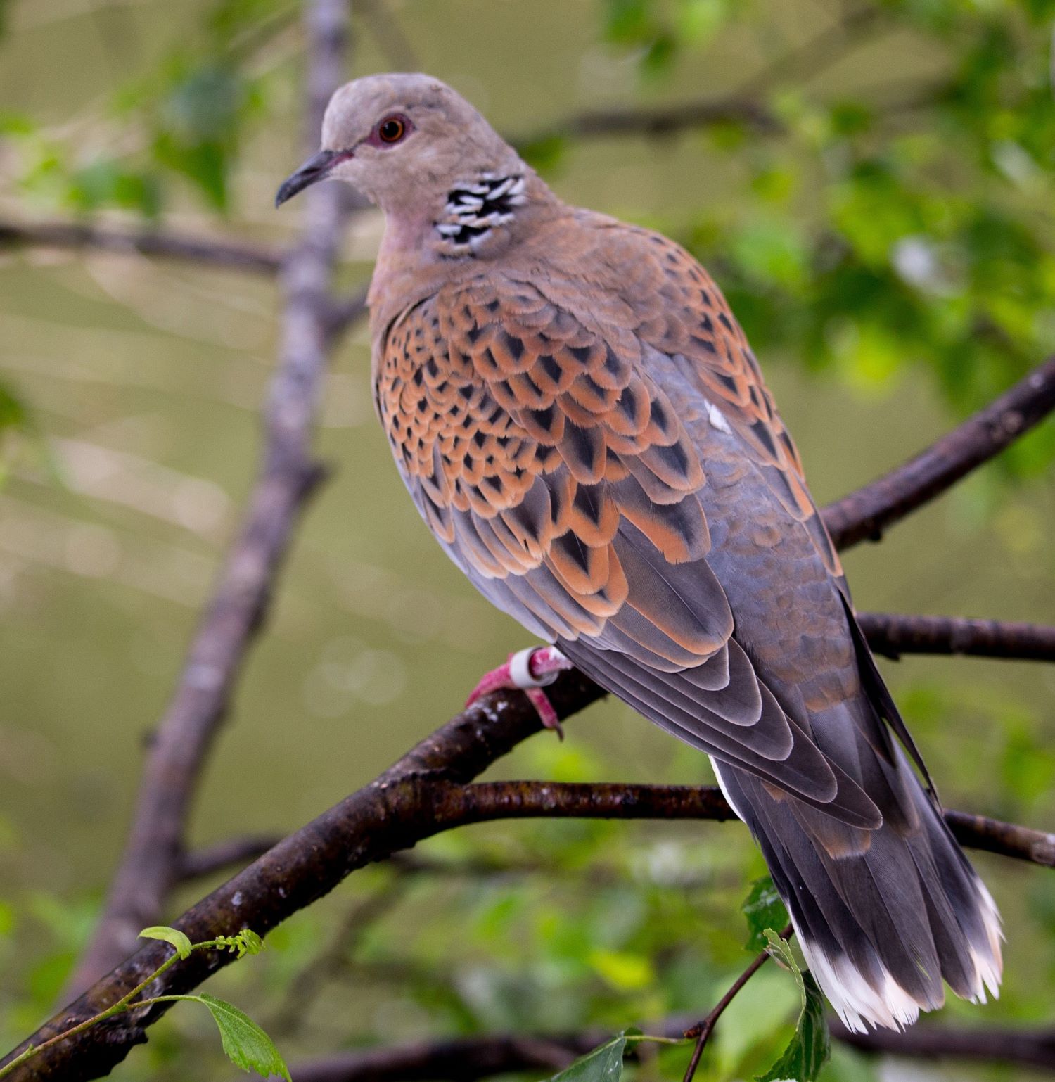 Turtle doves – Southwick Country Park Nature Reserve