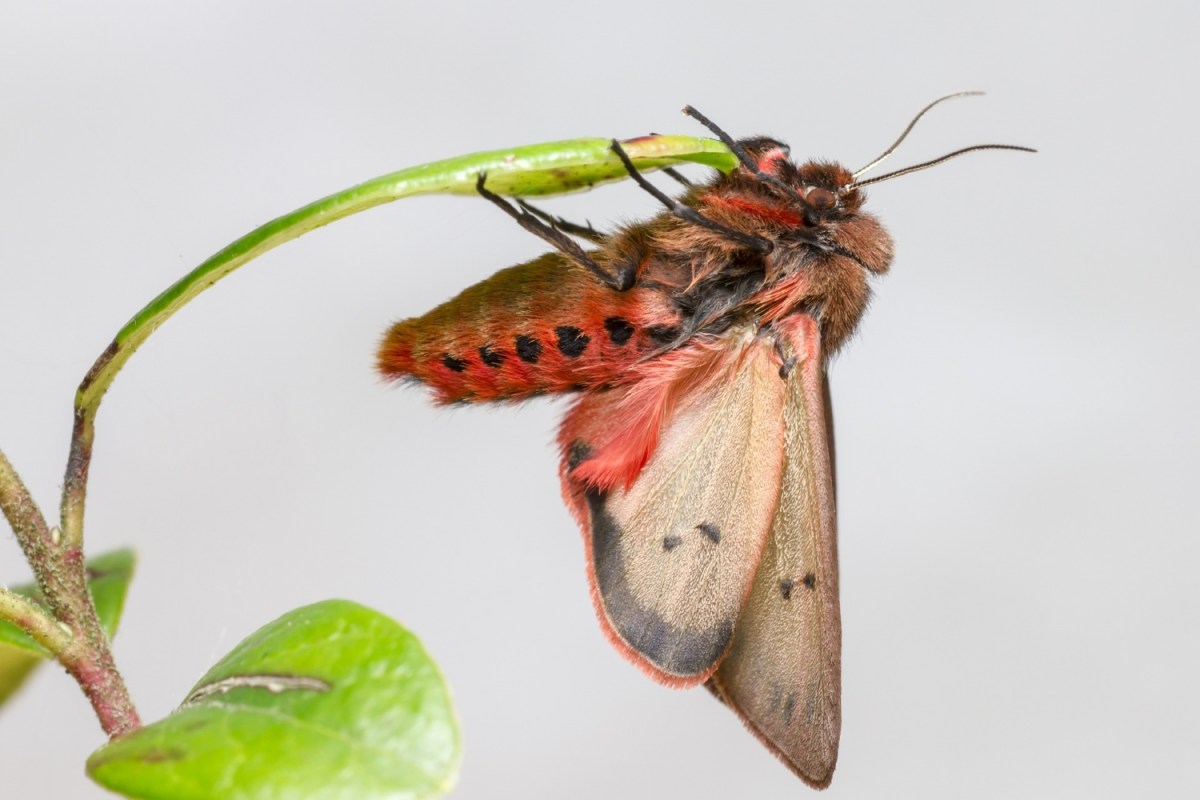 Ruby Moth Southwick Country Park Nature Reserve