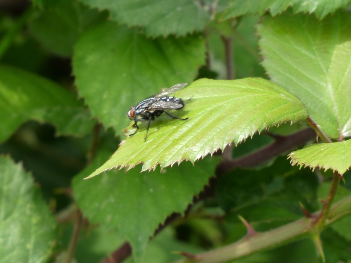 Shell Flew Two new species – Southwick Country Park Nature Reserve