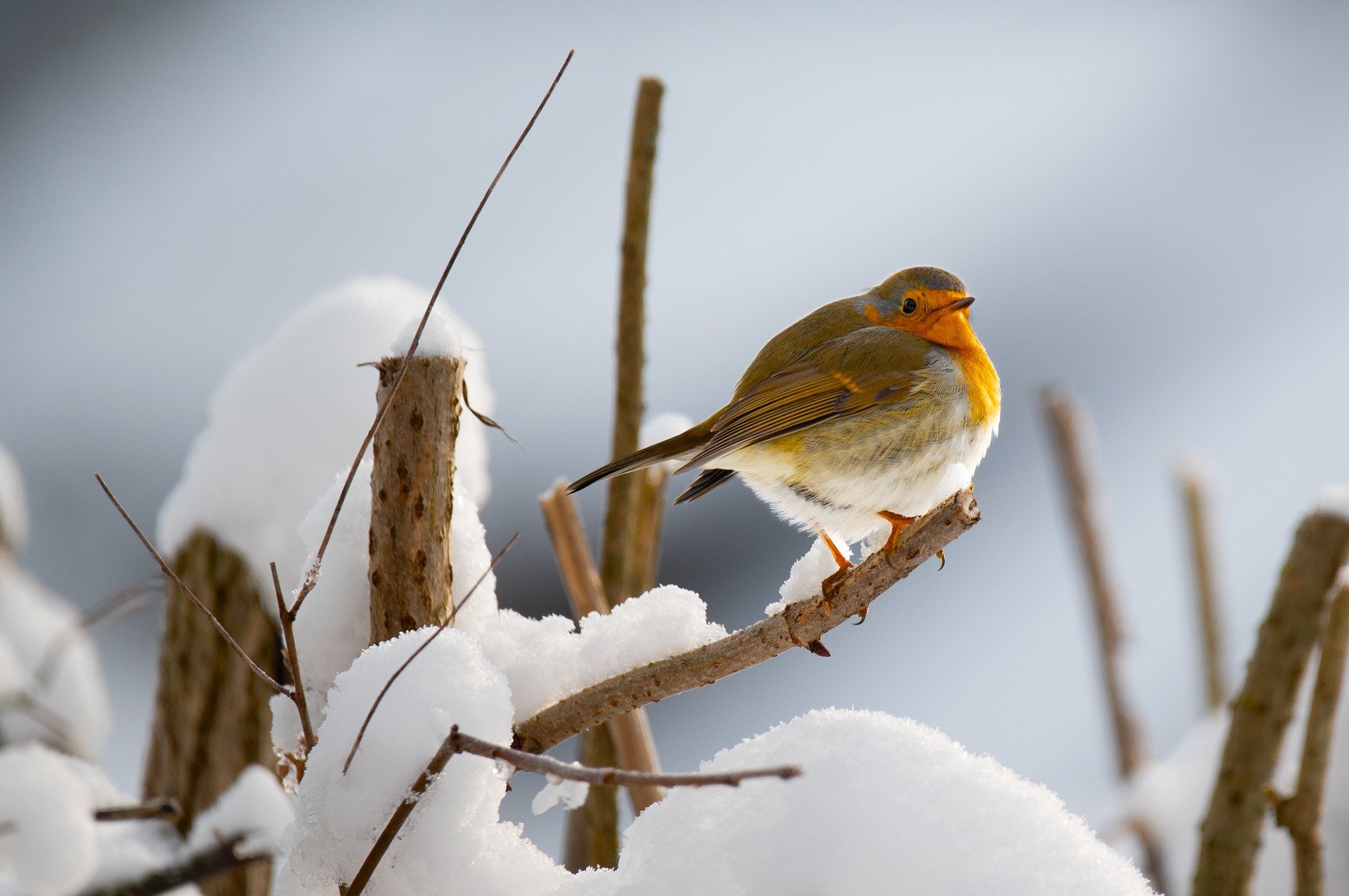 Christmas robins – Southwick Country Park Nature Reserve